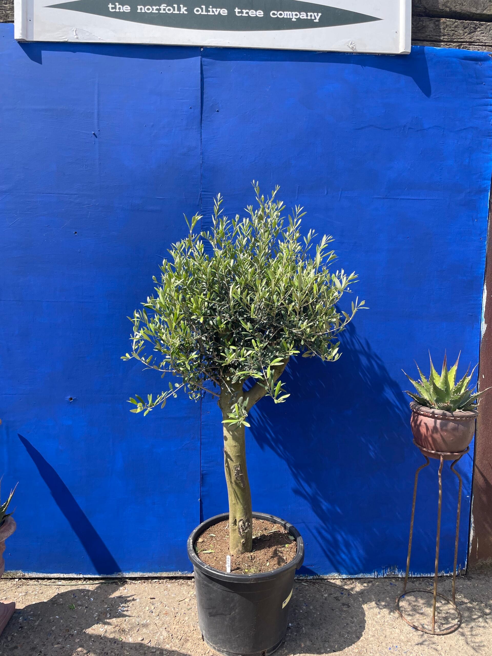 Patio Olive tree free delivery The Norfolk Olive Tree Company