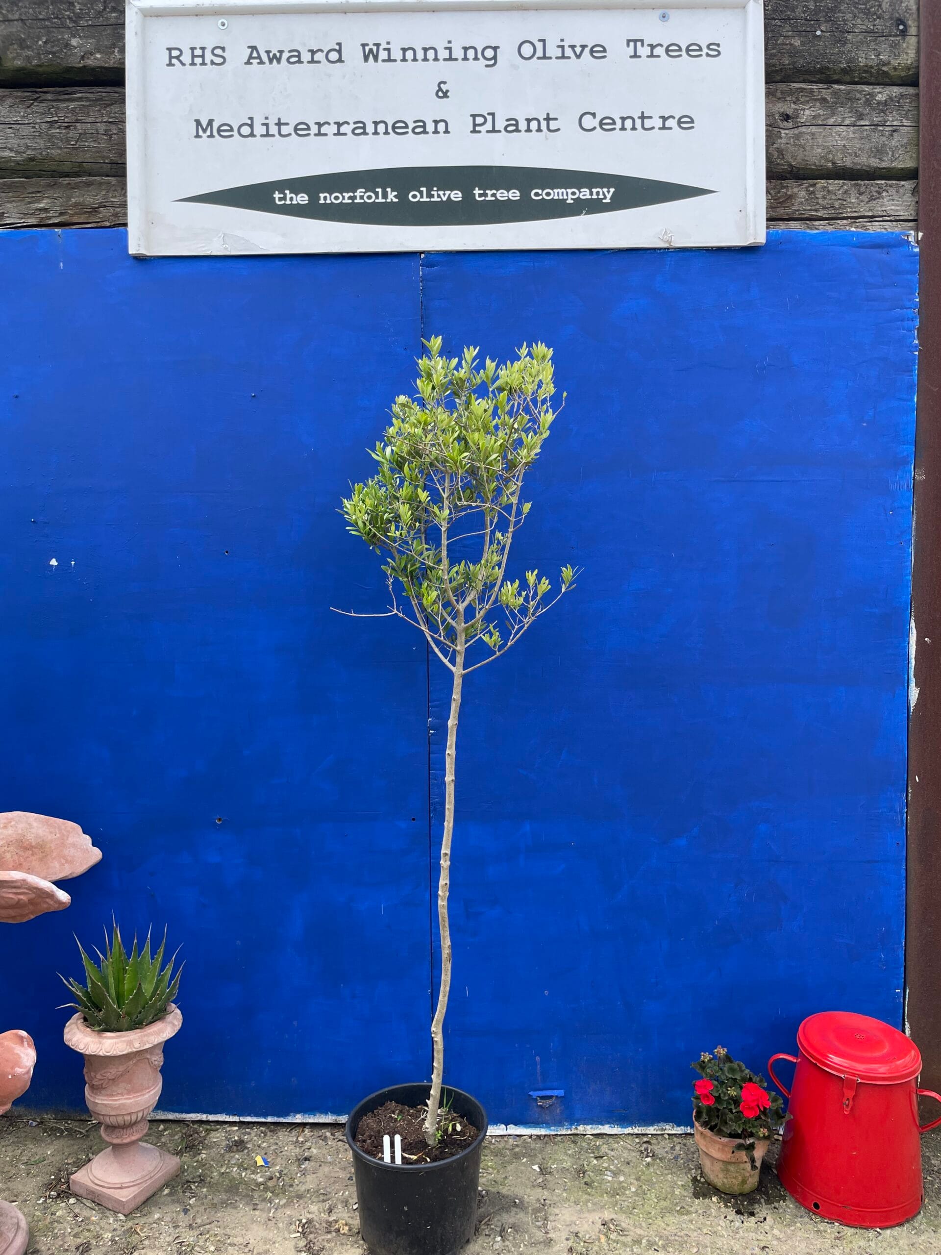 Norfolk grown Olive Tree free delivery The Norfolk Olive Tree Company