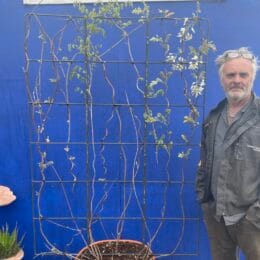 Espalier Wisteria Floribunda ‘Alba’