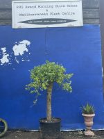 Chelsea Olive tree