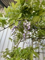 Espalier Wisteria Floribunda ‘Sinensis’