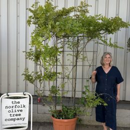 Espalier Wisteria Floribunda ‘Sinensis’