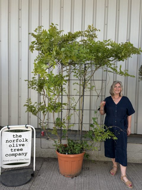Espalier Wisteria Floribunda ‘Sinensis’