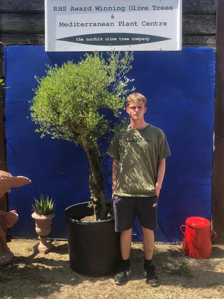 Olive tree sale ‘Arbequina’ variety The Norfolk Olive Tree Company
