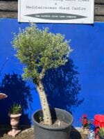 Olive tree sale