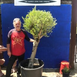 Olive tree sale-  ‘Arbequina’ variety