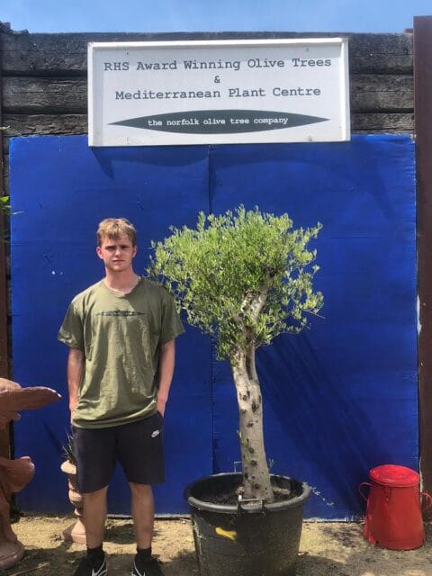 Olive tree sale