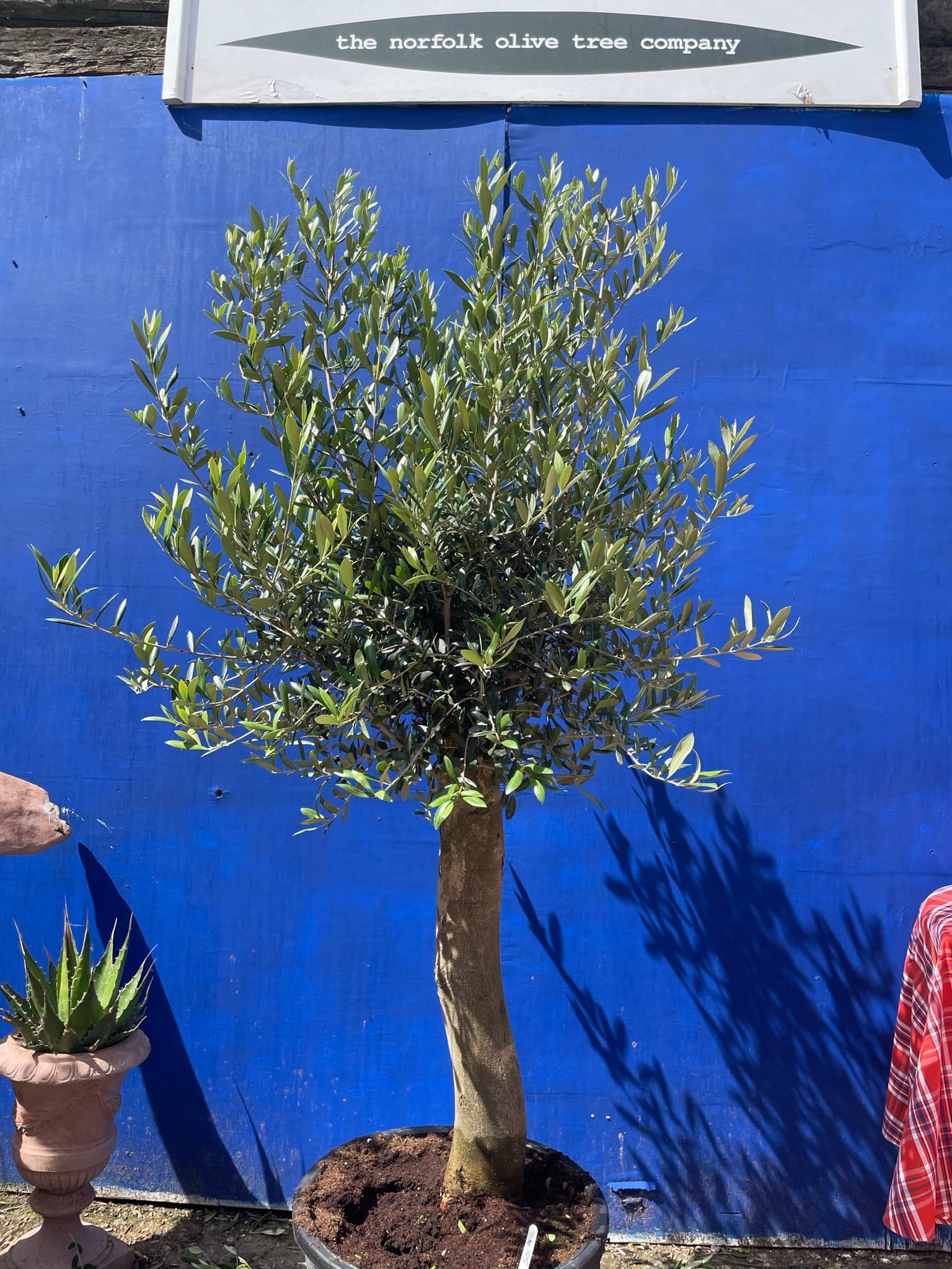 Patio Olive tree free delivery The Norfolk Olive Tree Company