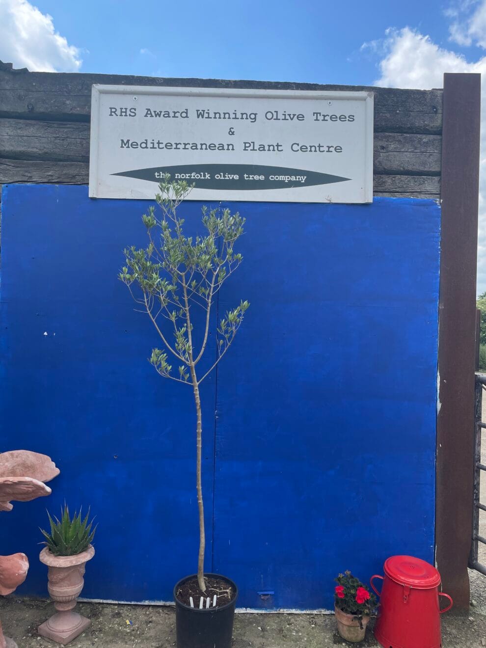 Norfolk grown Olive Tree free delivery The Norfolk Olive Tree Company