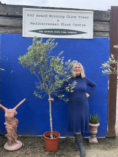 Arbequina Olive U.K grown.
