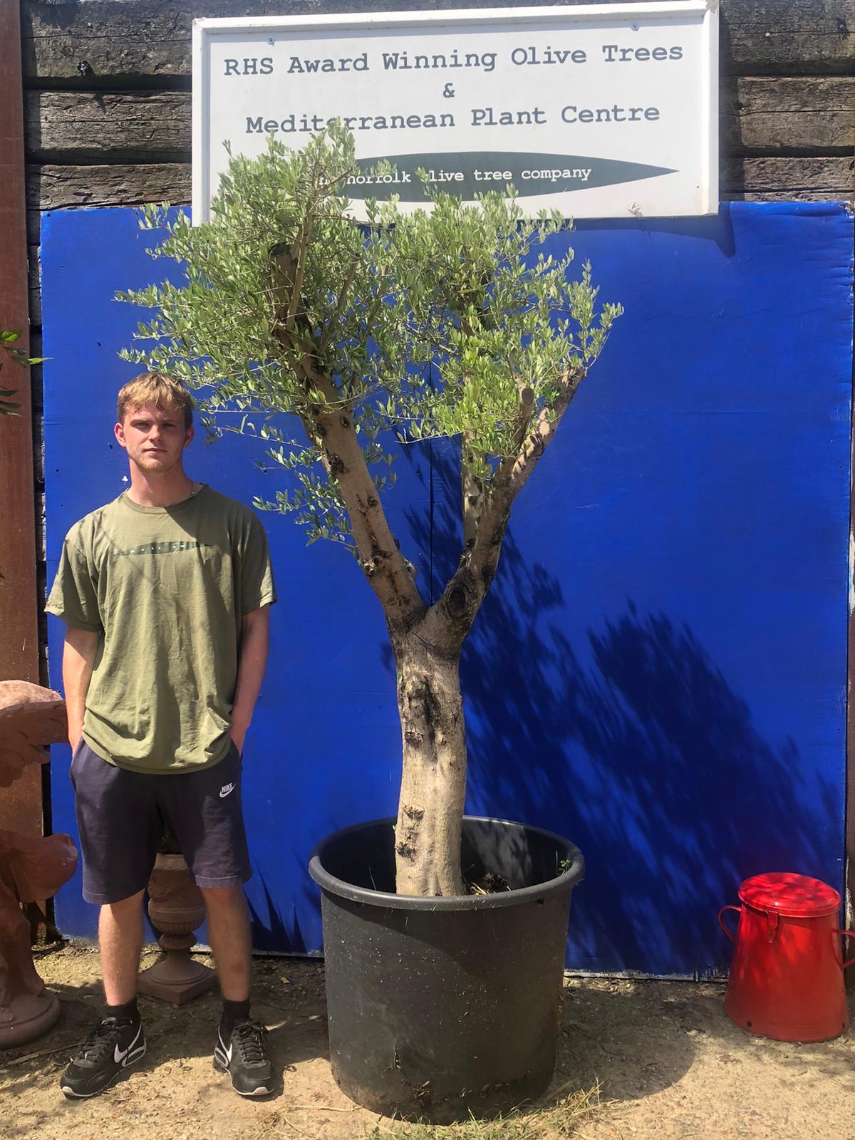Olive tree sale ‘Arbequina’ variety The Norfolk Olive Tree Company