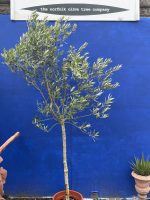 Arbequina Olive U.K grown.
