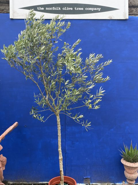 Arbequina Olive U.K grown.