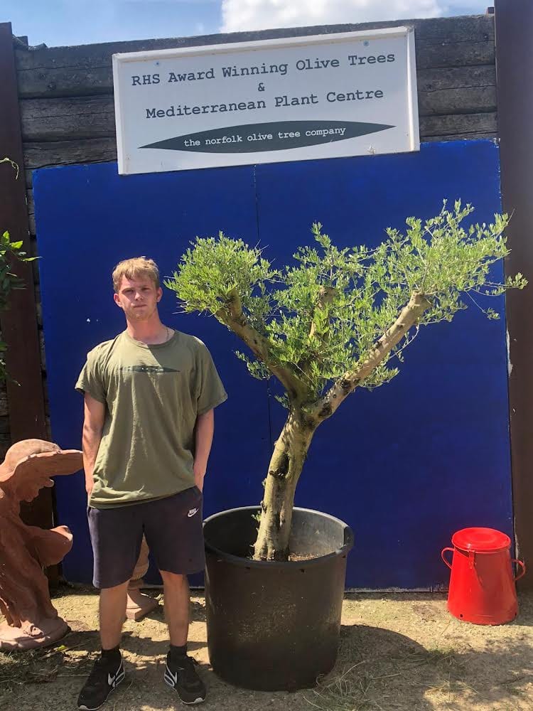 Olive tree sale ‘Arbequina’ variety The Norfolk Olive Tree Company