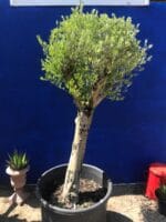 Olive tree sale