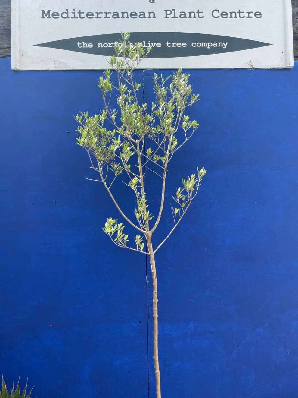 Norfolk grown Olive Tree free delivery The Norfolk Olive Tree Company