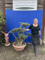 Patio cloud tree