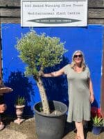 Olive tree sale