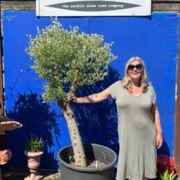 Olive tree sale