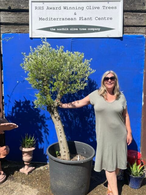 Olive tree sale