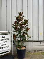 IMG_0341 Magnolia Grandiflora ‘Gallisoniensis’
