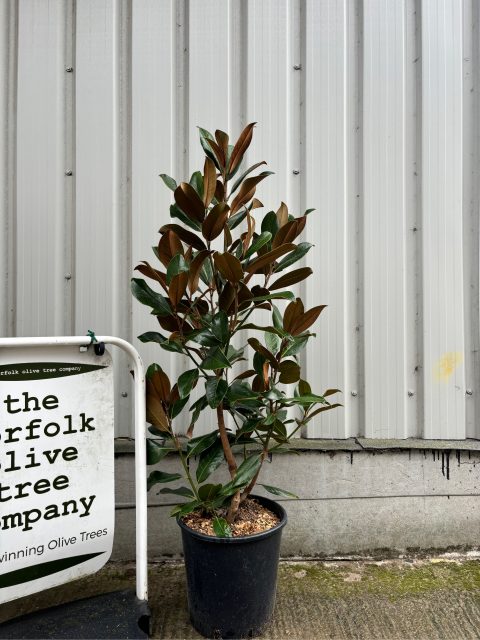 Magnolia Grandiflora ‘Gallisoniensis’