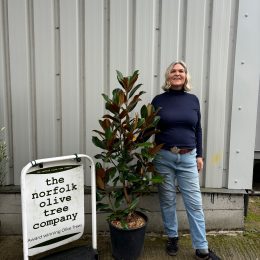 Magnolia Grandiflora ‘Gallisoniensis’ delivery included