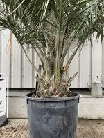 Butia Capitata