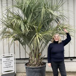 Butia Capitata