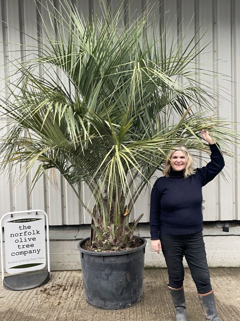 Butia Capitata