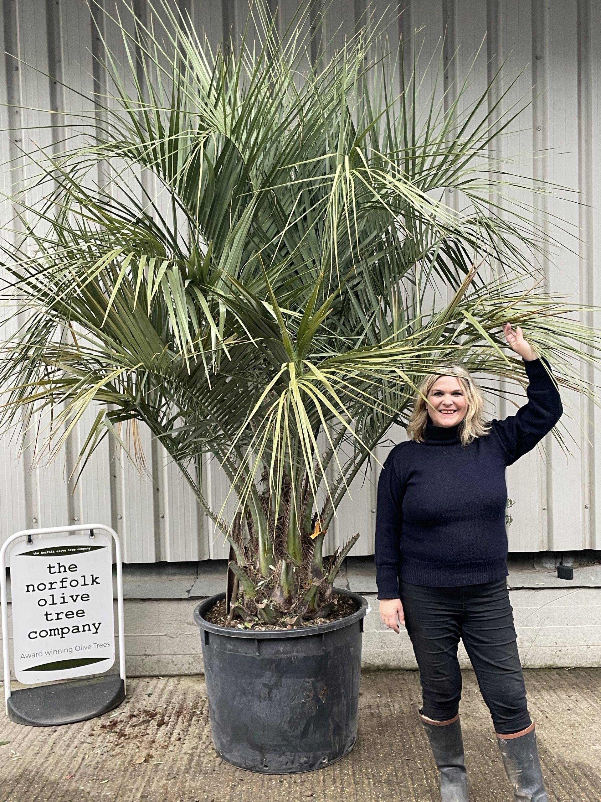 Palms shop for sale