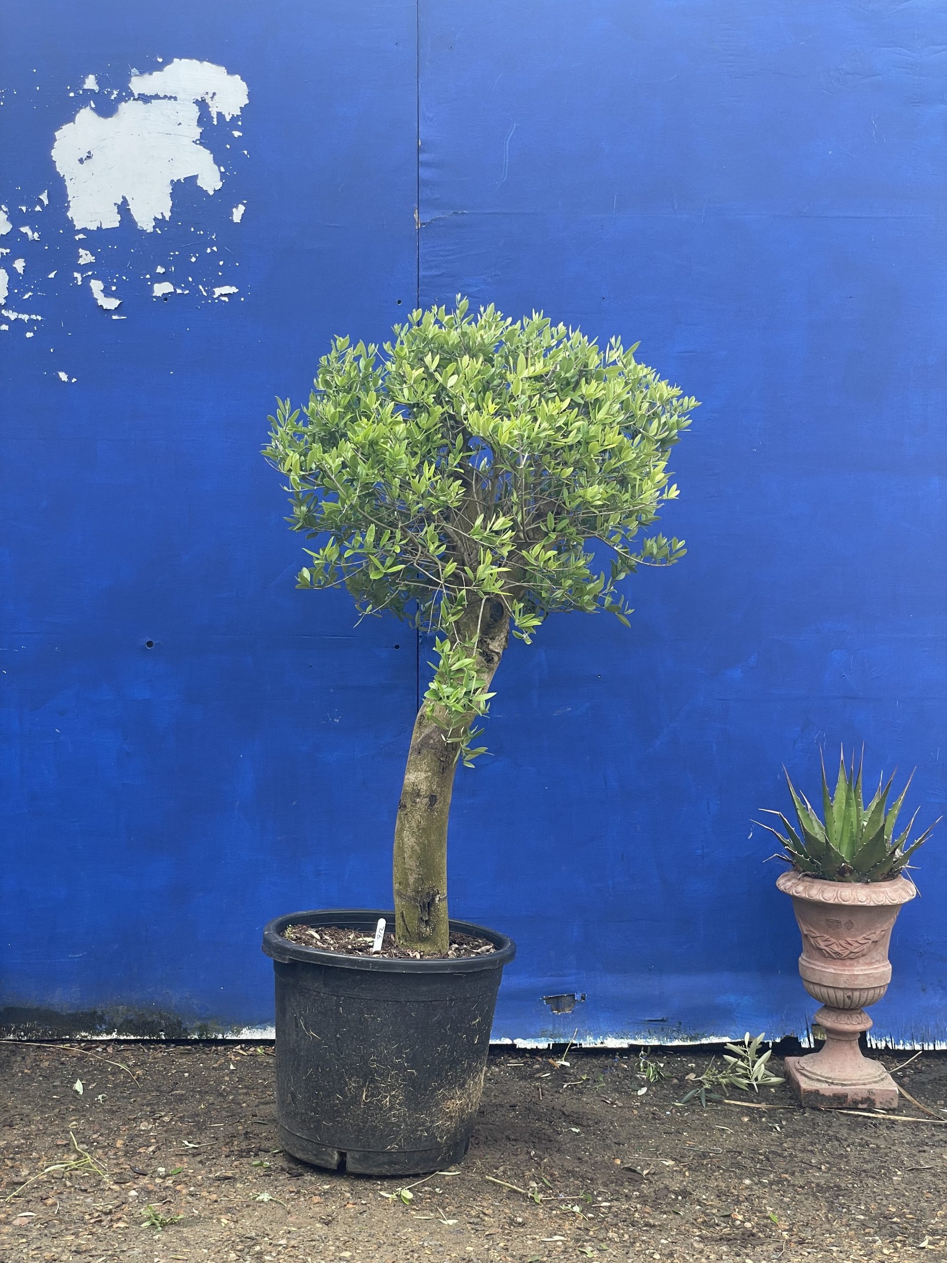 Courtyard Olive tree
