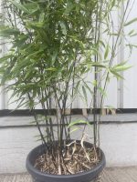 Black Bamboo for sale