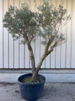 Romantic open crown olive tree