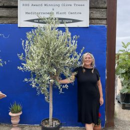 Tuscany Olive tree