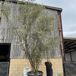 Wild screening Olive tree