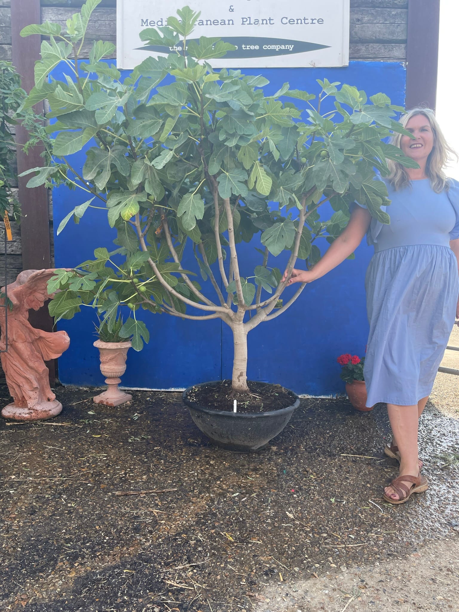 Fig tree. The Norfolk Olive Tree Company