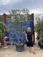 Espalier Olive tree