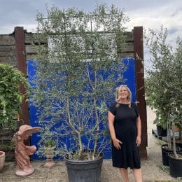 Espalier Olive tree