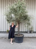 Mature Tuscan Olive tree