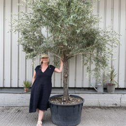 Mature Tuscan Olive tree