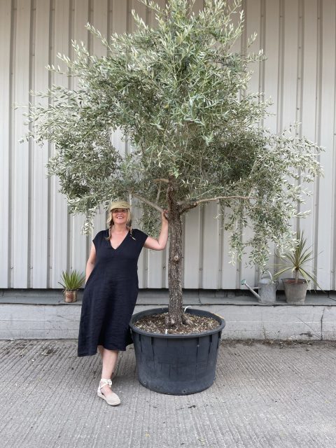 Mature Tuscan Olive tree