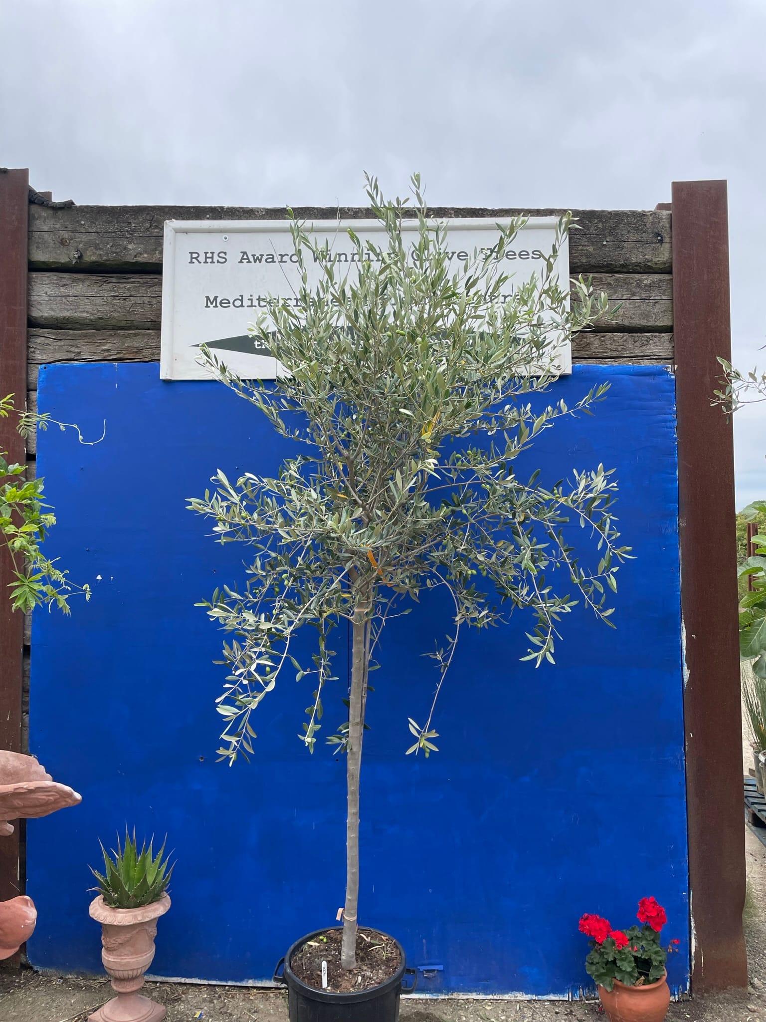 Italian Olive Tree for sale free delivery The Norfolk Olive Tree