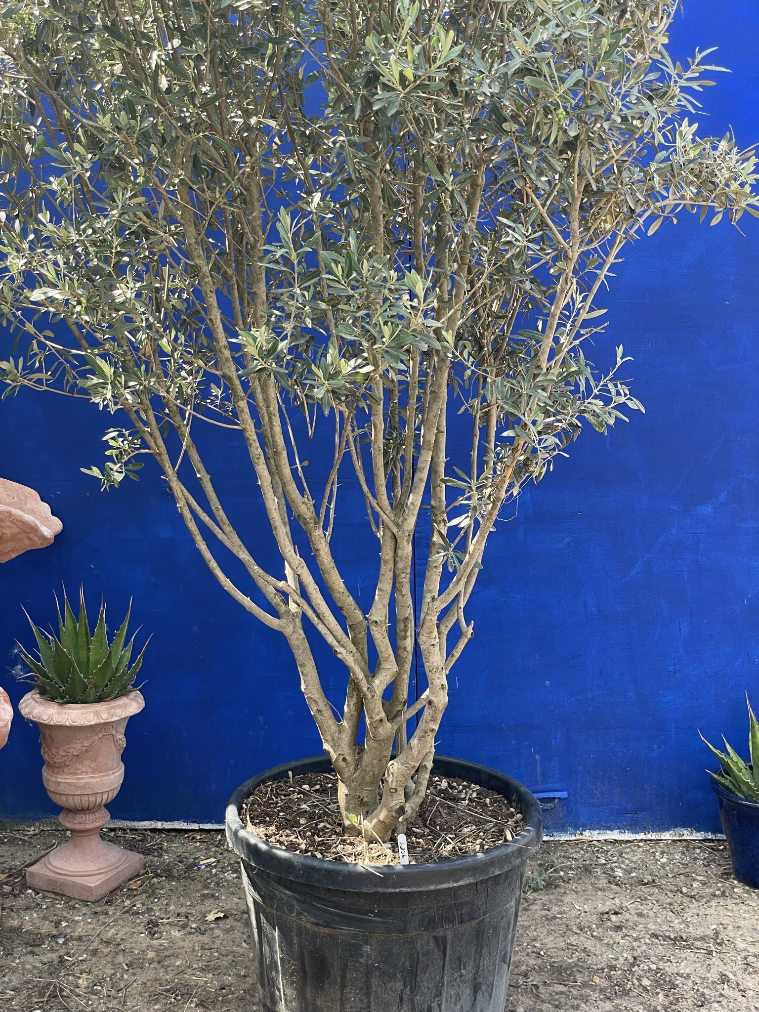 Multi stemmed Olive Tree The Norfolk Olive Tree Company