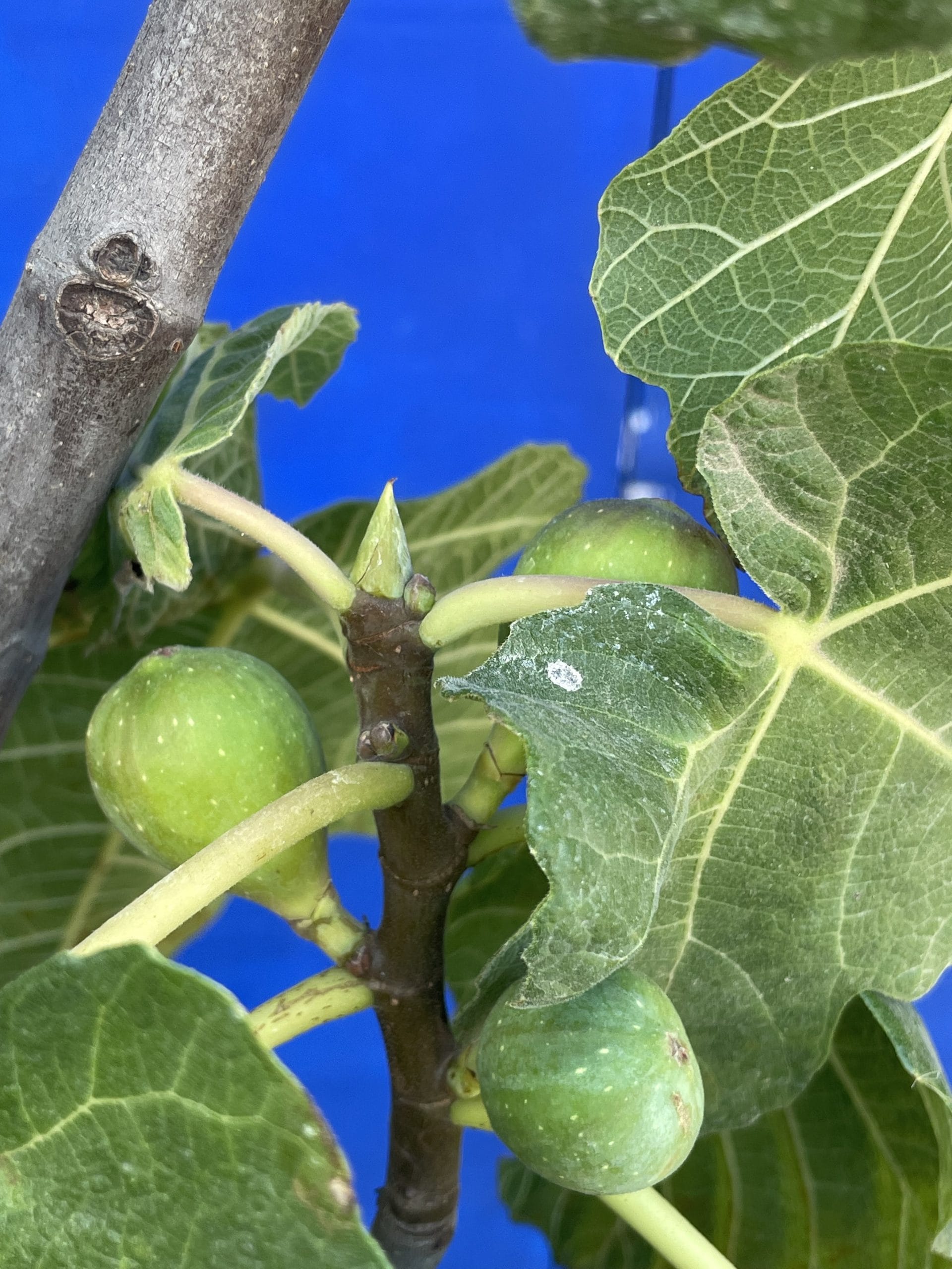 Fig tree. Delivery included. - The Norfolk Olive Tree Company