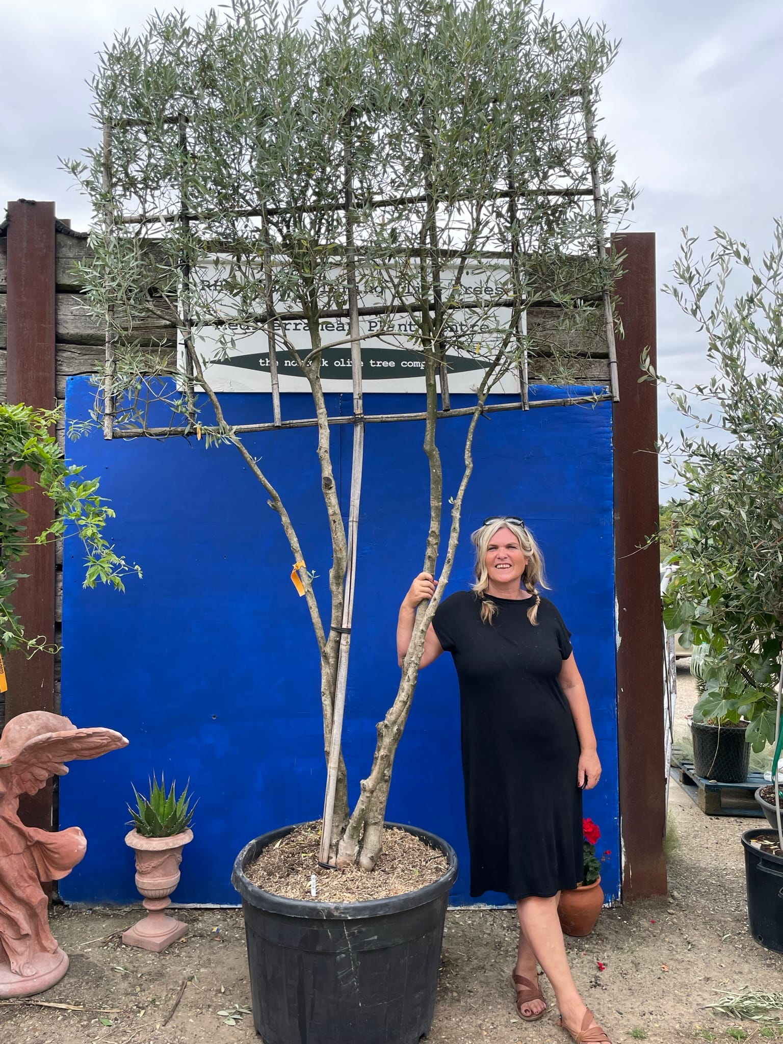 Are There Different Olive Trees