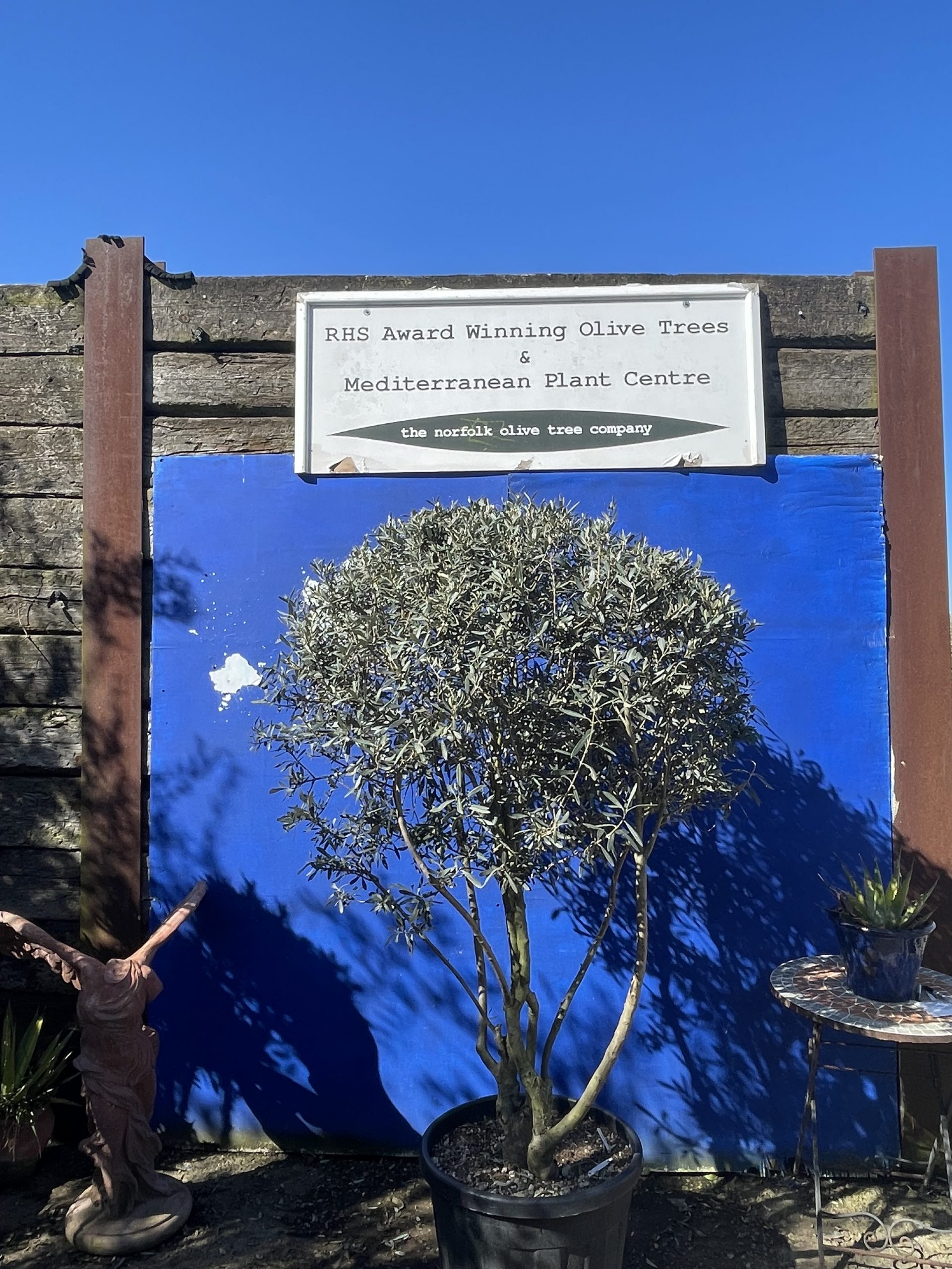 Italian Olive Tree for sale The Norfolk Olive Tree Company