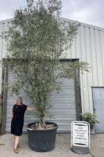 Wild screening Olive tree
