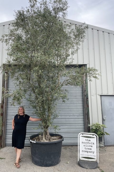 Wild screening Olive tree