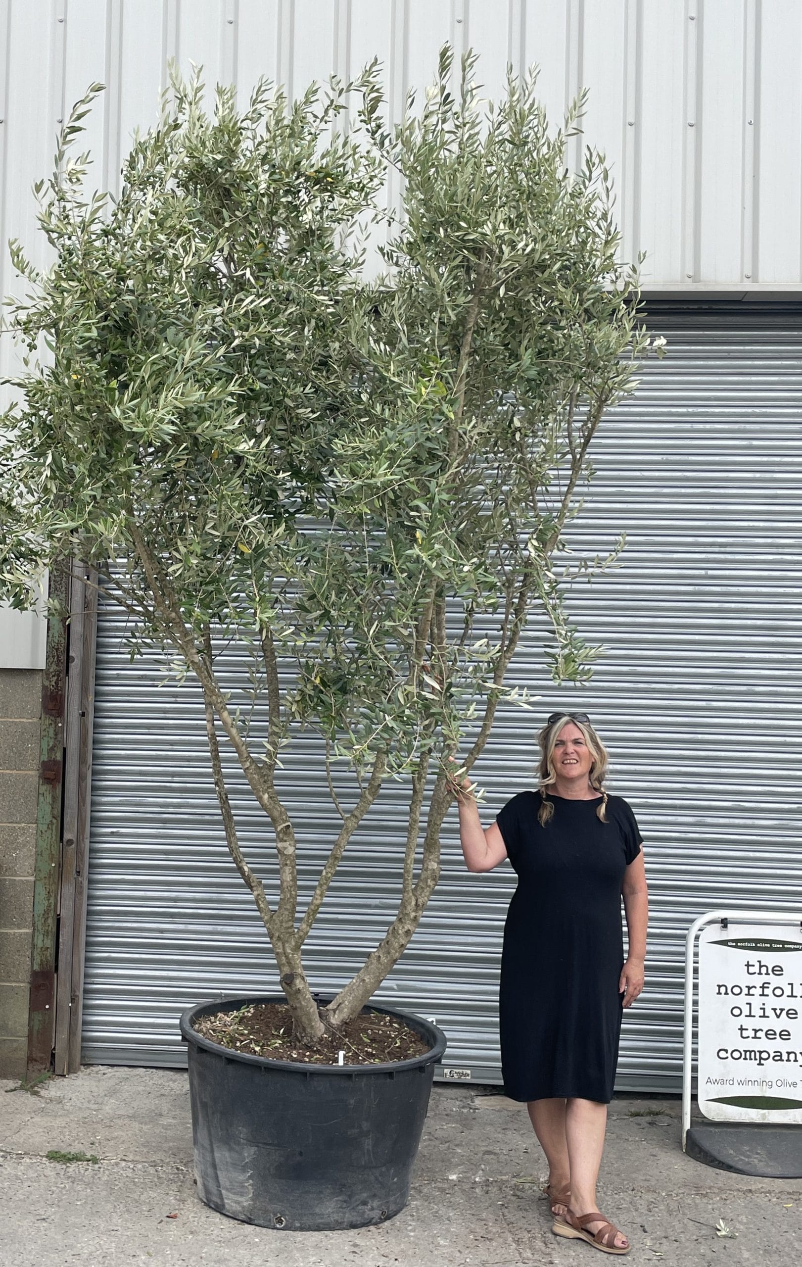 Multistem screening olive tree The Norfolk Olive Tree Company